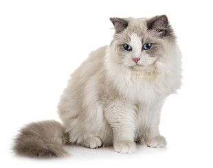 可爱布偶猫坐立