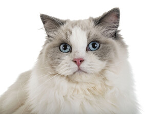 蓝眼白毛猫咪特写