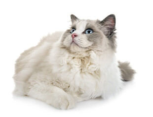 可爱布偶猫侧卧姿态