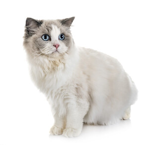 可爱布偶猫端坐
