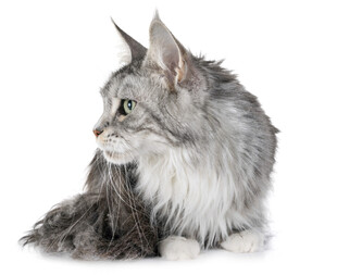 长毛缅因猫侧坐