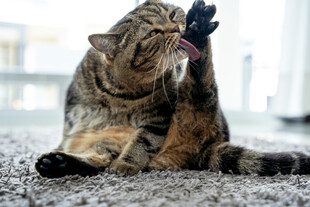 猫咪惬意地自我清洁