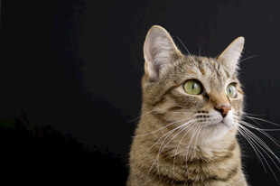 凝视的斑纹猫