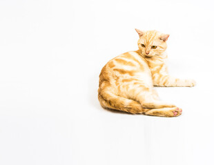橘猫侧卧姿态悠闲