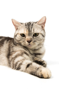 可爱斑纹猫咪惬意躺姿