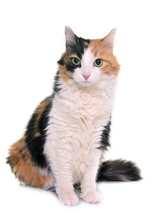 三色猫咪端坐