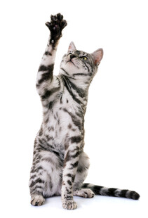 可爱猫咪站立伸爪