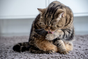 猫咪专注舔毛瞬间