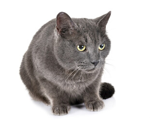 灰色猫咪安静蹲坐