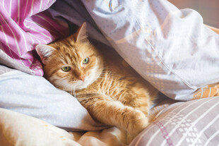 橘猫惬意躺于被窝中