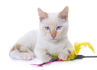 白色小猫玩彩色逗猫棒