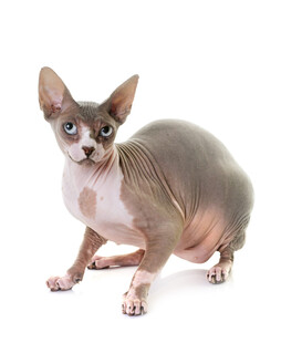 无毛猫蹲坐特写