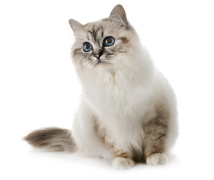 可爱布偶猫端坐
