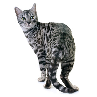 可爱条纹猫背影