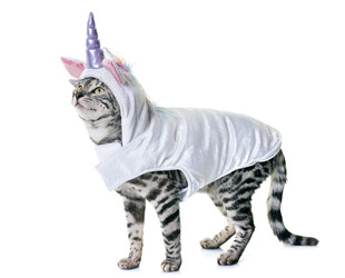 穿独角兽装的可爱猫咪