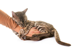 猫咪依偎在人手边