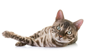躺卧的斑纹猫咪