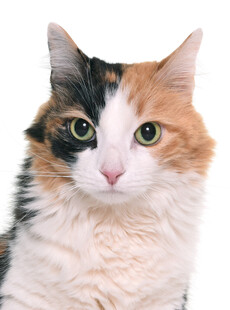 三色花猫特写