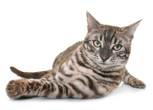 躺卧的条纹猫咪