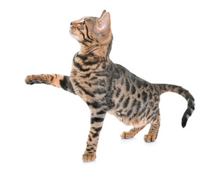 活泼豹纹小猫跃起瞬间