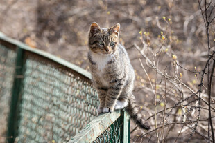 栅栏上的猫咪