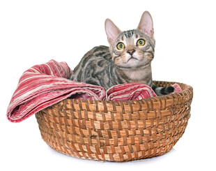 篮子里的猫咪与条纹布