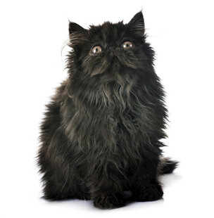 黑色长毛猫抬头凝望