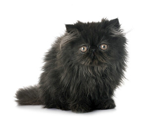 毛茸茸的黑猫咪