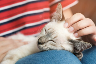 人膝上酣睡的可爱猫咪