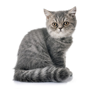 灰色萌猫端坐