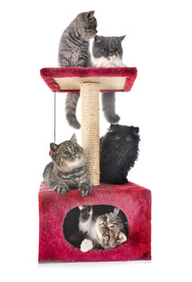 红色猫爬架上的可爱猫咪
