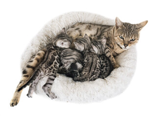 猫咪母子蜷卧在毛绒窝中