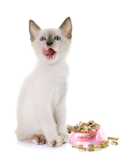 张嘴小猫与猫粮