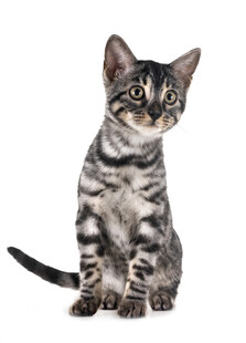 可爱虎斑小猫端坐