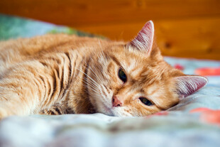 橘猫慵懒躺卧