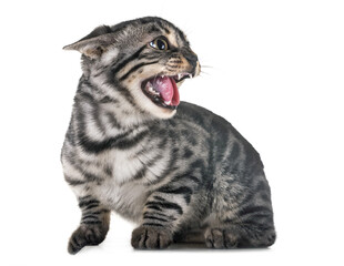 张嘴咆哮的条纹猫咪