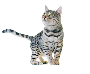 站立的虎斑猫
