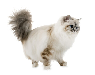 优雅长毛猫姿态迷人