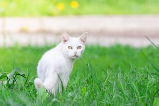 草地上的白色猫咪