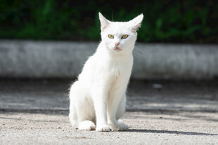白色猫咪户外安静端坐