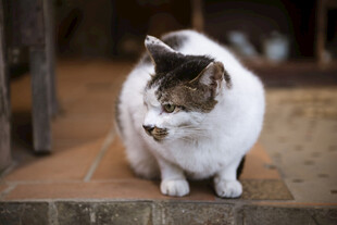 蹲坐的花猫