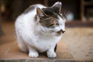 蹲坐的花色猫咪