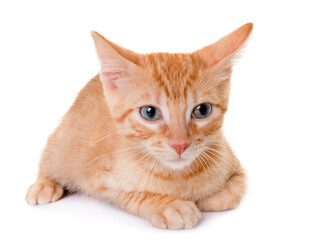 可爱橘色小猫趴卧