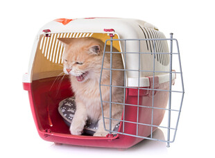 小猫在宠物笼内好奇张望