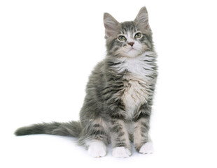 可爱灰毛小猫端坐