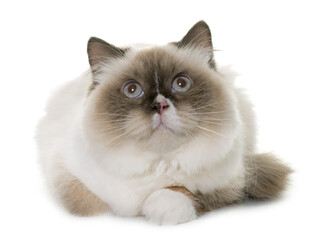 可爱布偶猫趴卧