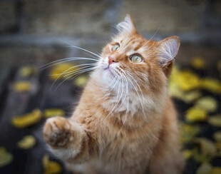 仰头猫咪姿态可爱迷人