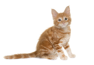可爱橘白小猫坐立