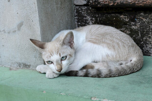慵懒猫咪趴卧休憩