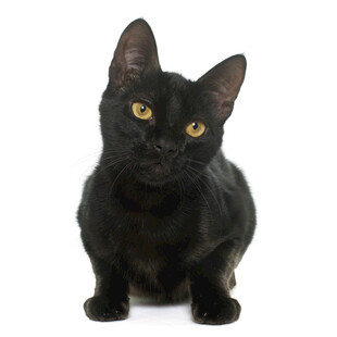 黑色猫咪正坐凝视
